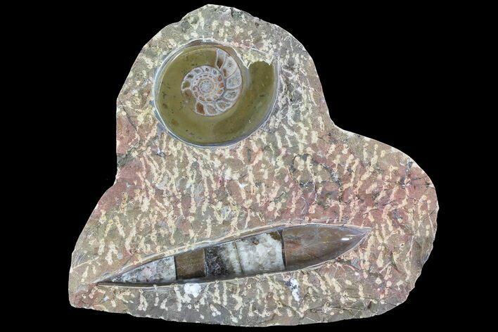 Fossil Goniatite & Orthoceras Display #77204